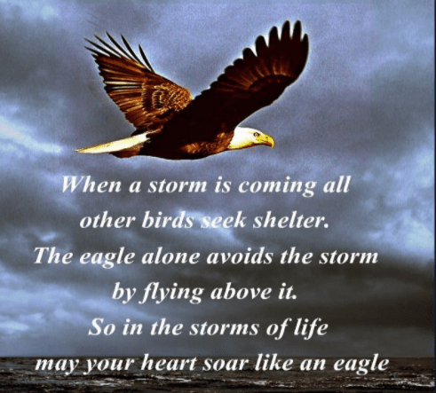 eagle soar above the storms